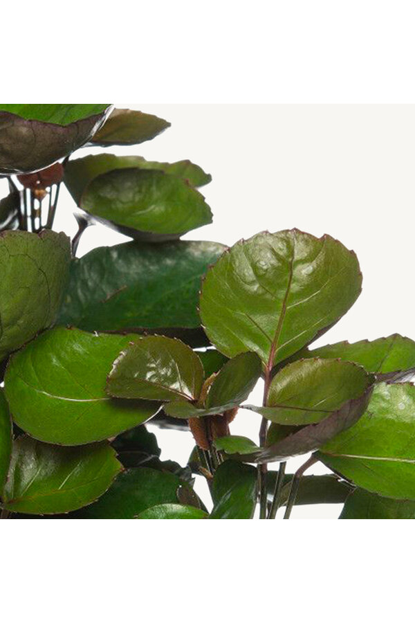 Schaduw plantenpakket