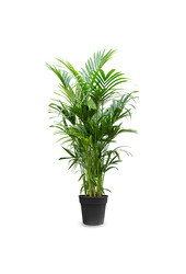 Palmier Kentia XXXXL