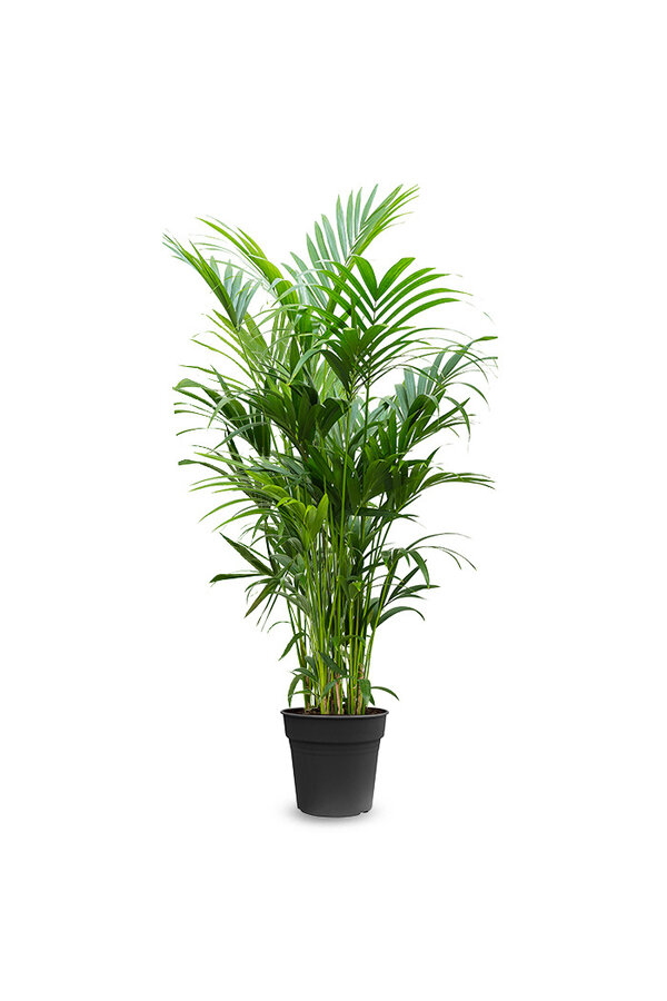 Palmier Kentia XXXXL