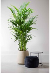 Palmier Kentia XXXXL