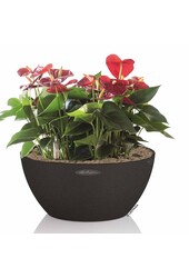 Anthuriums dans un Cubeto auto-arrosant