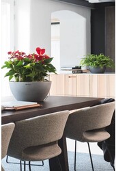 Anthuriums dans un Cubeto auto-arrosant