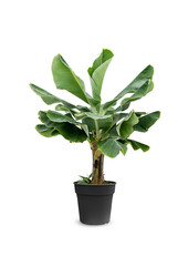 Bananier Musa Tropicana L