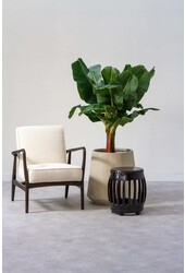 Bananier Musa Tropicana L