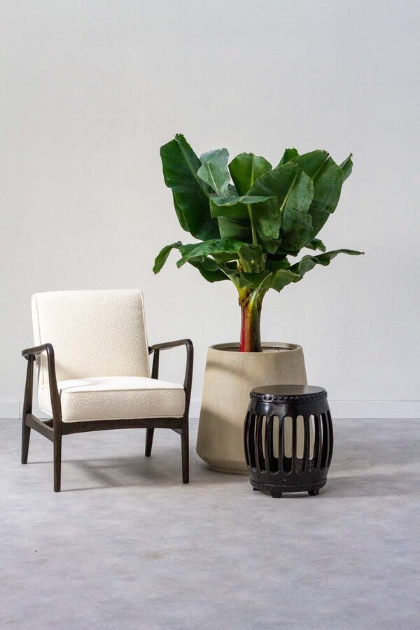 Bananier Musa Tropicana L