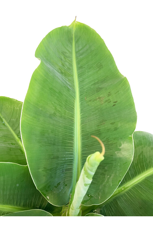 Bananier Musa Tropicana L