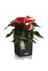 Anthurium rouge dans un Puro auto-arrosant