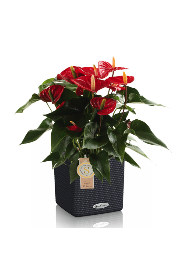 Anthurium rouge dans un Puro auto-arrosant