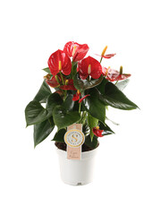 Anthurium rouge dans un Puro auto-arrosant