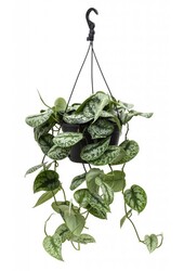 Scindapsus Spikkel Large