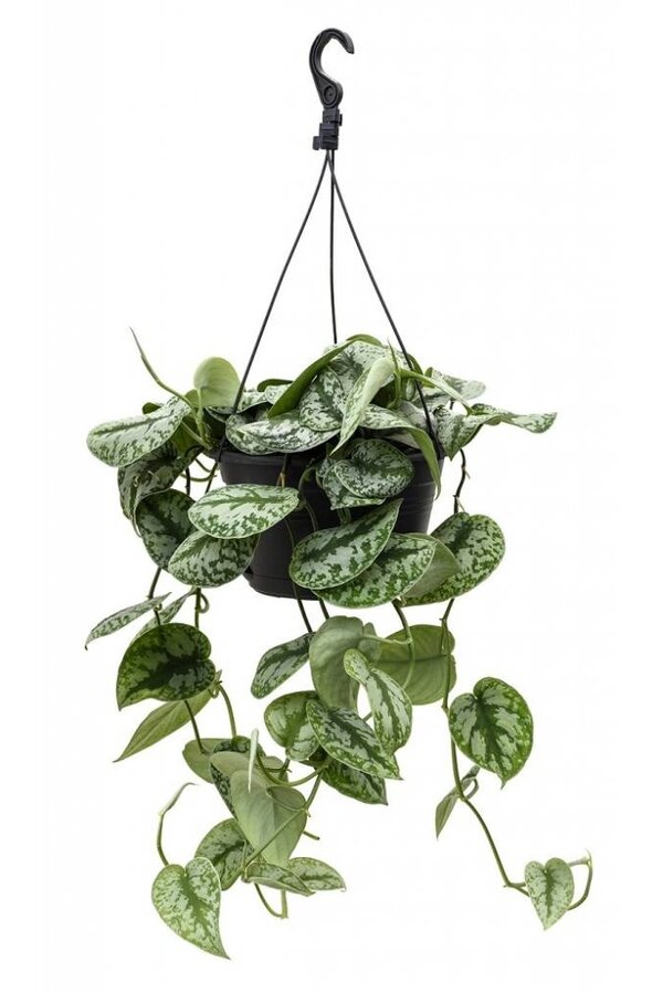 Scindapsus Moucheté Grand