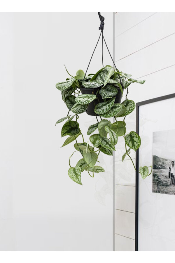 Scindapsus Moucheté Grand