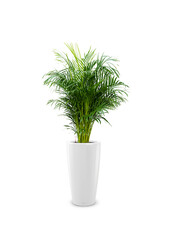 Palmier Areca en pot rond tout inclus