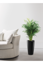 Palmier Areca en pot rond tout inclus