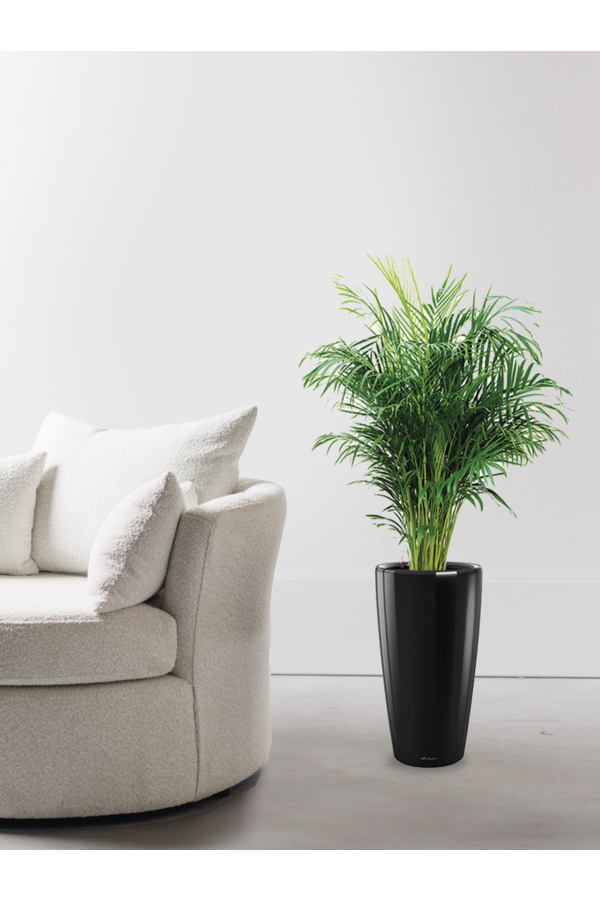 Goudpalm in Rond All Inclusive Set