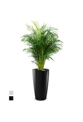 Goudpalm in Rond All Inclusive Set