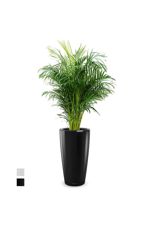 Palmier Areca en pot rond tout inclus