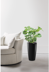 Monstera in Zelfwatergevende Rondo