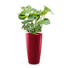 Lechuza Monstera in Zelfwatergevende Rondo