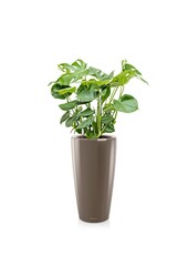 Monstera dans Rondo à réserve d'eau