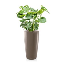 Lechuza Monstera in Zelfwatergevende Rondo