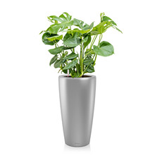 Lechuza Monstera dans Rondo à réserve d'eau