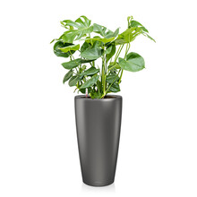 Lechuza Monstera in Zelfwatergevende Rondo