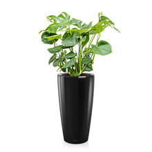 Lechuza Monstera dans Rondo à réserve d'eau
