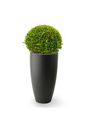 Buis Boule Dans Elho Pure Soft M