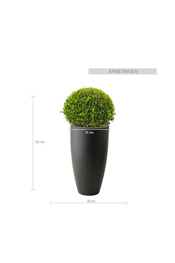 Buis Boule Dans Elho Pure Soft M