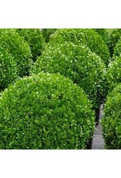 Buis Boule Dans Elho Pure Soft M