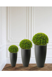 Buis Boule Dans Elho Pure Soft M