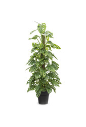 Monstera Obliqua sur tuteur de mousse