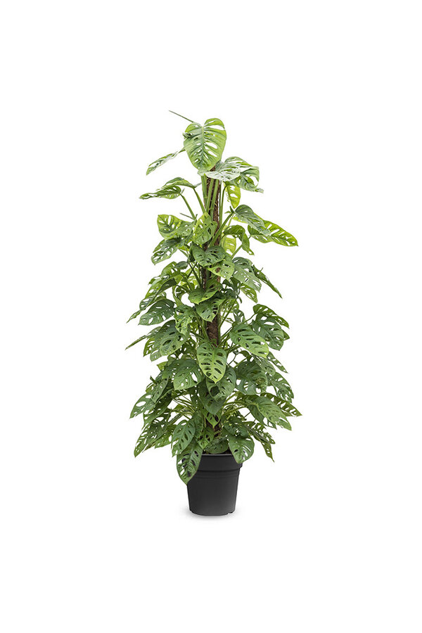 Monstera Obliqua sur tuteur de mousse
