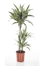 Dracaena White Stripe M