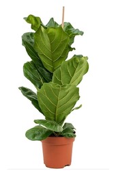 Ficus Lyrata touffe S