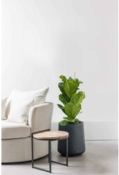 Ficus Lyrata touffe S