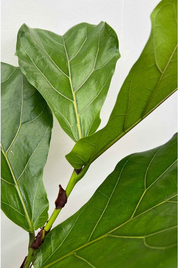 Ficus Lyrata touffe S