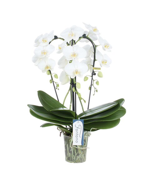 Phalaenopsis