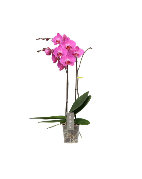 Phalaenopsis