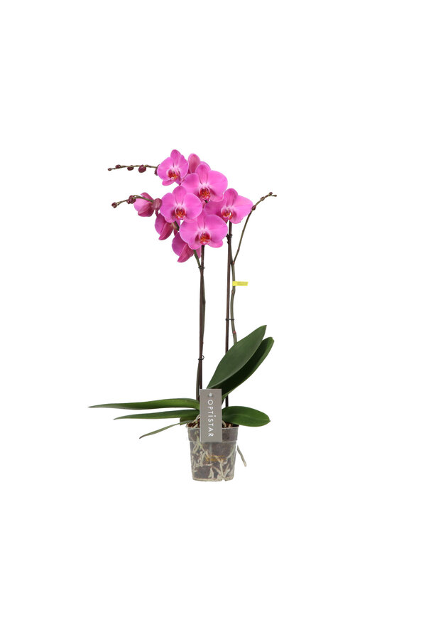 Orchidee Optistar Memphis
