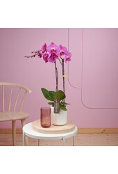 Orchidee Optistar Memphis