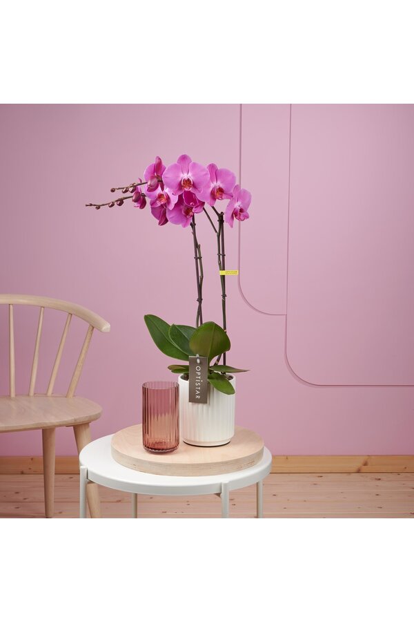 Orchidee Optistar Memphis