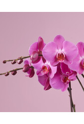 Orchidee Optistar Memphis