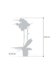 Orchidee Optistar Memphis