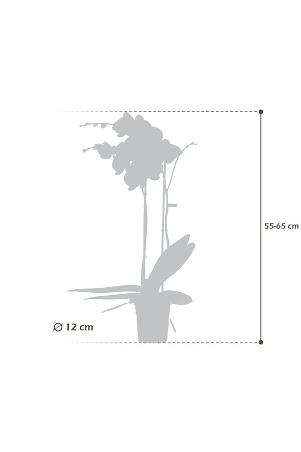 Orchidee Optistar Memphis