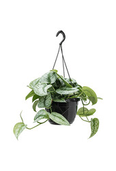 Scindapsus Moucheté