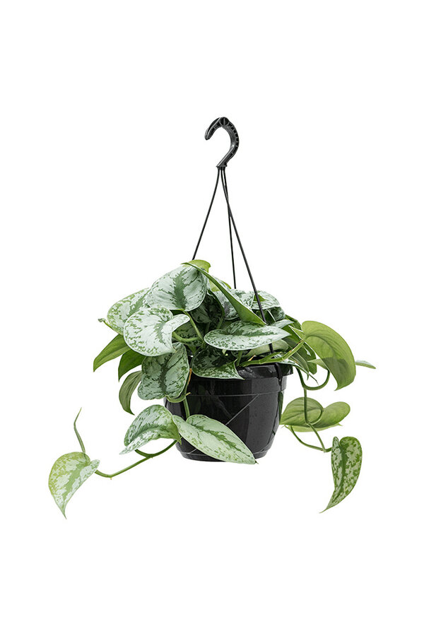 Scindapsus Moucheté