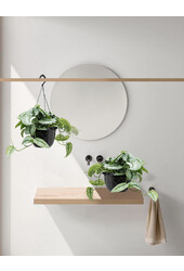 Scindapsus Moucheté