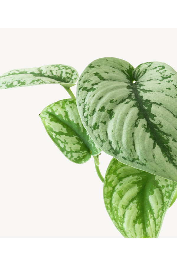 Scindapsus Moucheté